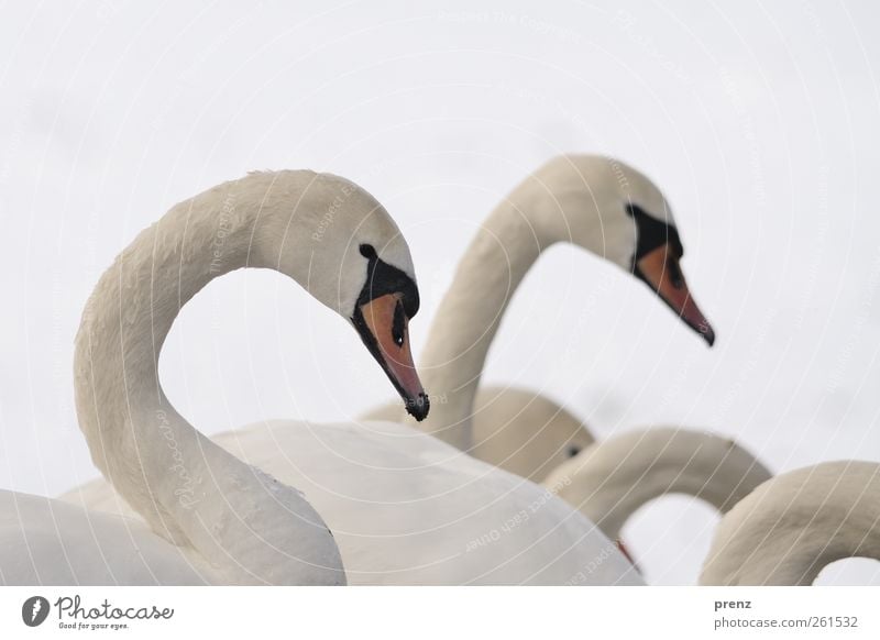 waves Nature Winter Snow Animal Wild animal Bird Swan 2 Group of animals Gray White Neck Head Wavy line Colour photo Exterior shot Copy Space top Day