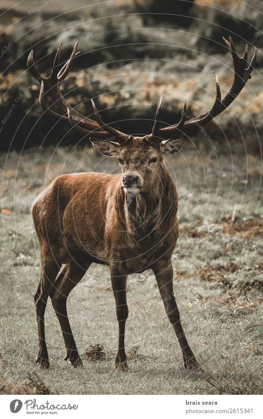 Red Deer Meat Adventure Safari Hunting Hunter Man Adults Nature Animal Earth Autumn Grass Forest Wild animal Red deer 1 Observe Stand Dark Natural Brown Yellow