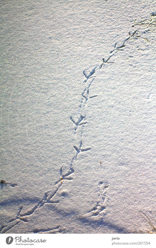 step by step Winter Ice Frost Snow Going Life Nature Footprint duck trail Exterior shot Deserted Copy Space left Copy Space right Day Bird's-eye view
