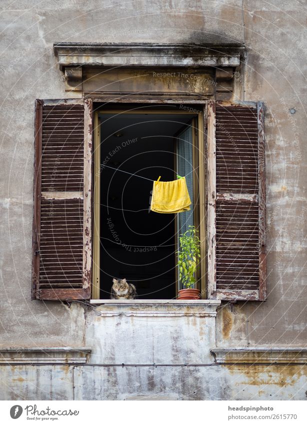 Cat watching the street from an old window Rome Italy Capital city House (Residential Structure) High-rise Manmade structures Building Architecture Window