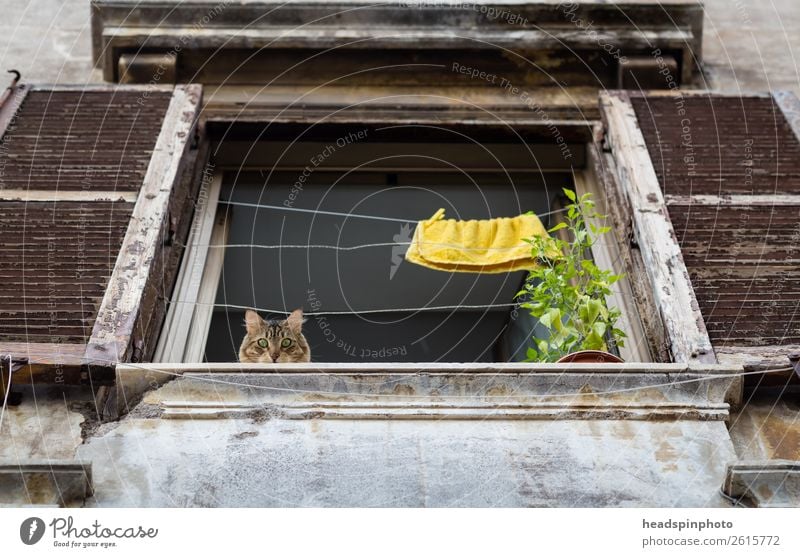 Cat looks down from above out of an old window Rome Italy Capital city Deserted House (Residential Structure) Window Animal Pet 1 Observe Think Looking Old