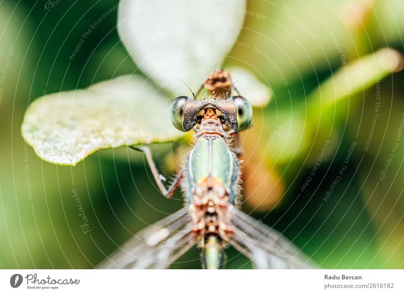 Dragonfly Macro Portrait In Nature Summer Environment Plant Animal Leaf Park Wild animal Fly Animal face Wing 1 Small Funny Natural Curiosity Cute Beautiful