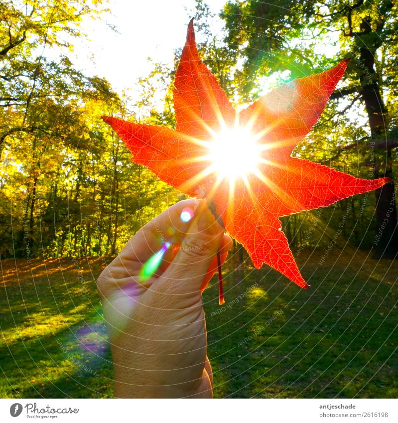autumn sun Hand Nature Sun Sunlight Autumn Tree Leaf Red Environment Colour photo Exterior shot Back-light