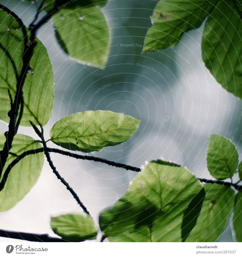 fagus Nature Plant Summer Tree Leaf Beech tree Beech leaf Park Growth Green Twigs and branches Blur Frame Translucent Life Colour photo Exterior shot Detail