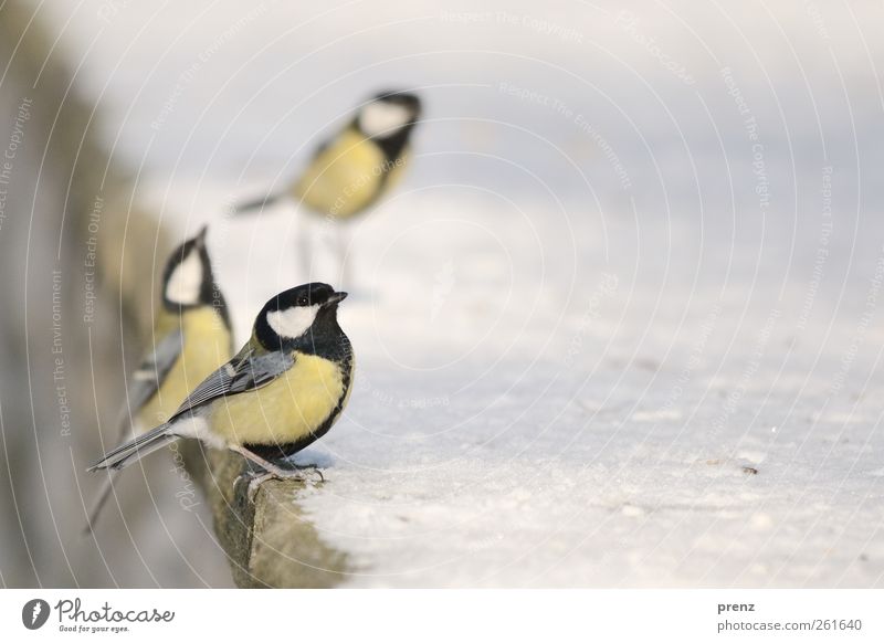 Three Environment Nature Animal Snow Wild animal Bird 3 Yellow White Tit mouse Songbirds Wall (barrier) Colour photo Exterior shot Deserted Copy Space right Day