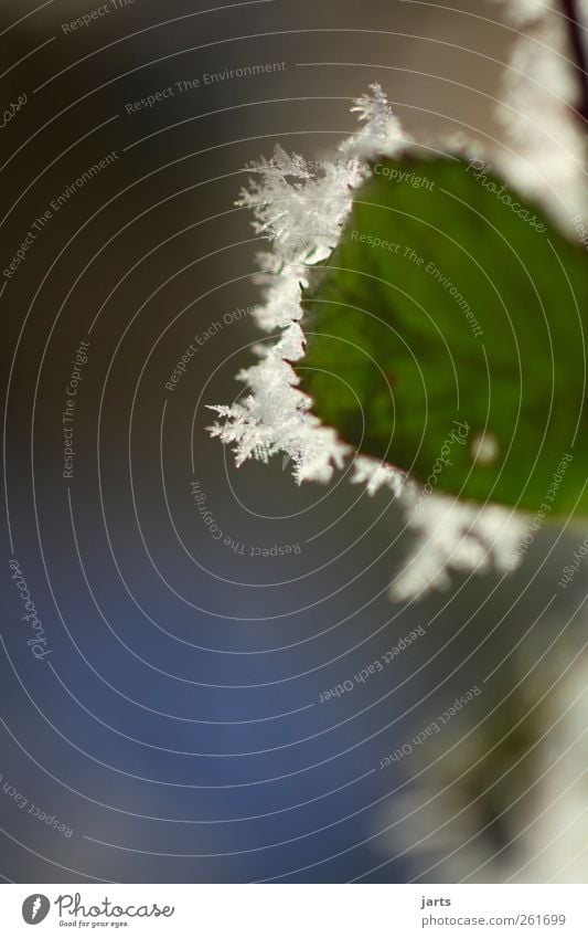 winter picture Environment Nature Plant Winter Ice Frost Flower Grass Leaf Fresh Glittering Cold Natural Green Ice crystal Colour photo Exterior shot Close-up