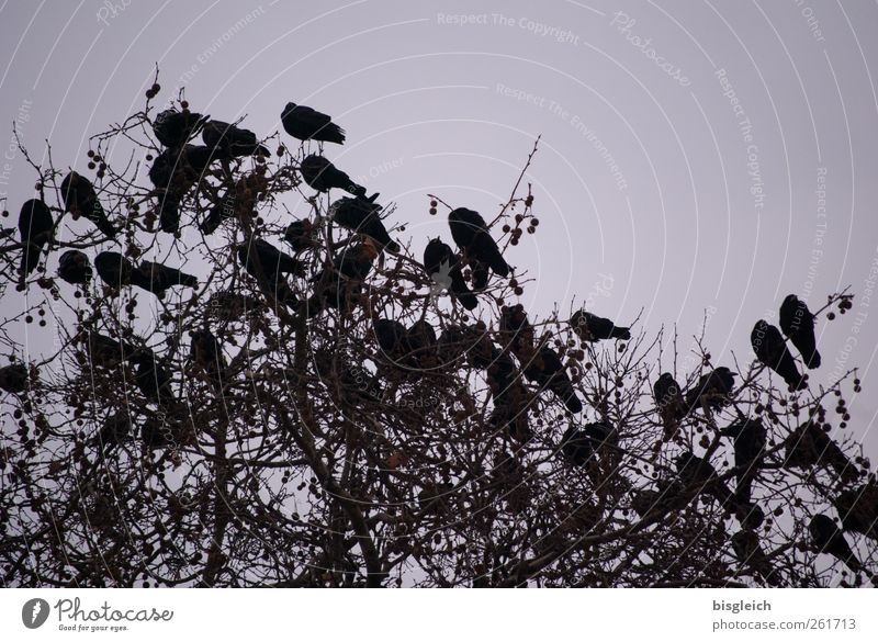 the Birds Tree Flock Sit Black Crow Colour photo Subdued colour Exterior shot Deserted Evening Twilight