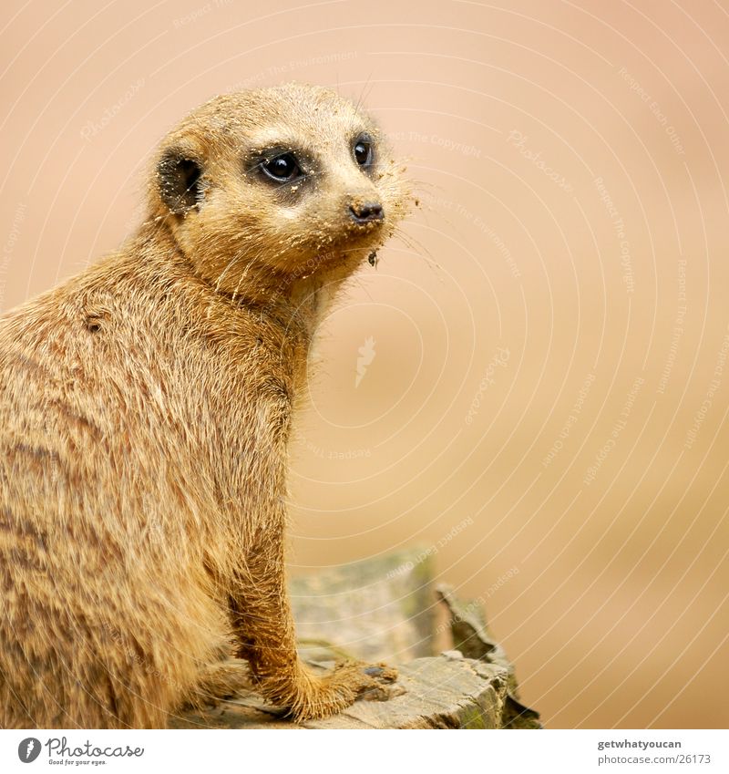 The Gaffer Animal Meerkat - a Royalty Free Stock Photo from Photocase