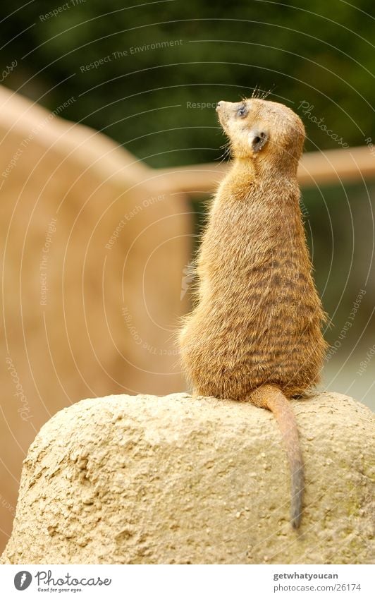 The Hyperactive Animal Meerkat Zoo Enclosure Captured Africa Tails Motionless Stay Stand Depth of field Stone Rock Calm Sit Looking