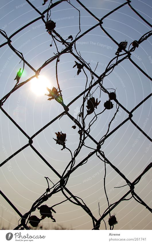 light bulbs Plant Sky Sun Sunlight Blossom Tendril Creeper Deserted Garden Wire fence Wire netting Wire netting fence Mesh grid Metal Sign Network Grating