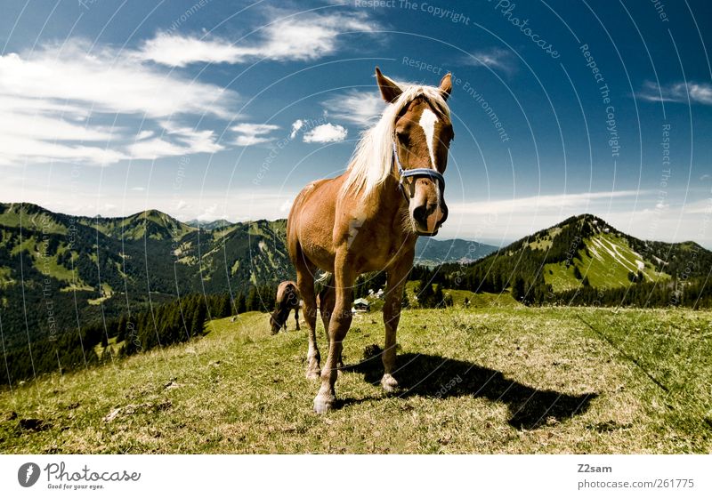 there's a ...... Trip Mountain Hiking Environment Nature Sky Clouds Summer Alps Peak Horse 1 Animal Looking Stand Esthetic Blue Green Loneliness