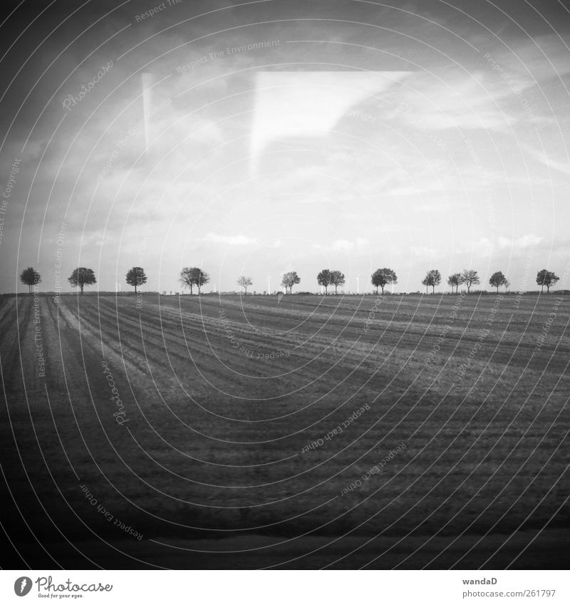 ________________ Earth Sky Clouds Horizon Tree Field Think Looking Beautiful Black & white photo Exterior shot Deserted Copy Space left Copy Space right