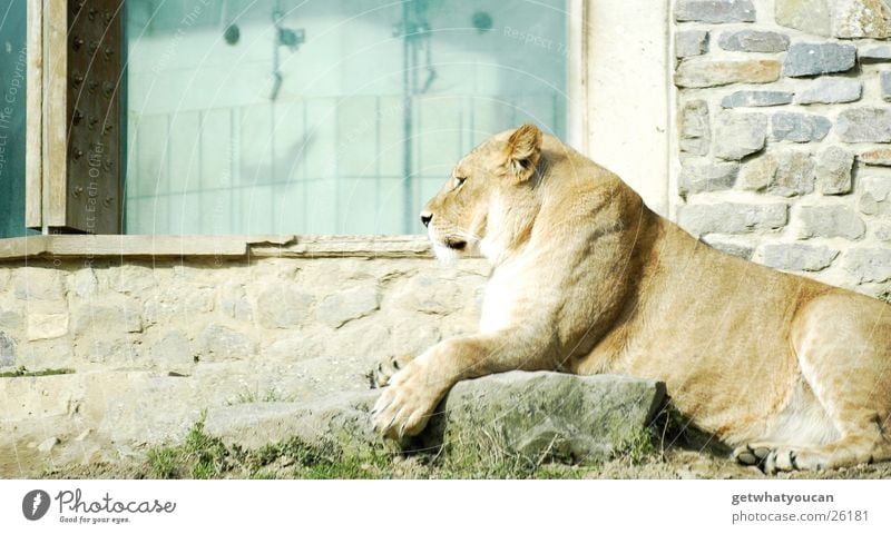 The Proll Animal Lion Land-based carnivore Cat Africa Steppe Enclosure Captured Calm Looking Observe Dangerous Zoo House (Residential Structure) Wall (building)