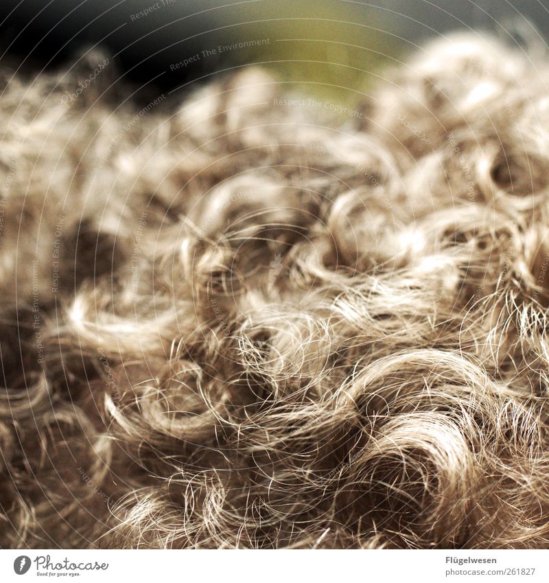 They called him Löckchen Hair and hairstyles Cute Pelt Rug Carpet Scissors Haircut Strand of hair Shock of hair Hair Stylist Hairband Curl Hair curlers Blonde