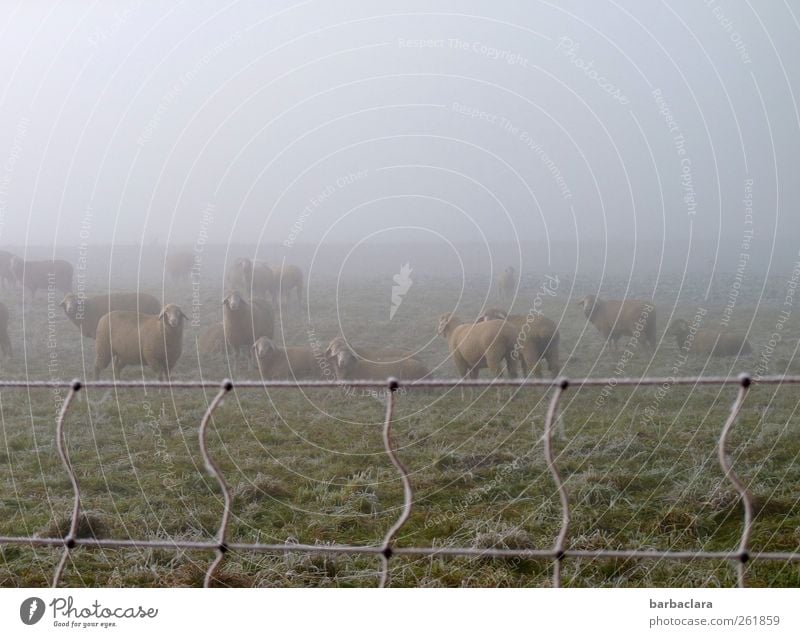 Sheep wool keeps warm Winter Fog Ice Frost Meadow Field Pasture Flock Group of animals Herd sheep's wool Pasture fence Cold Climate Nature Survive