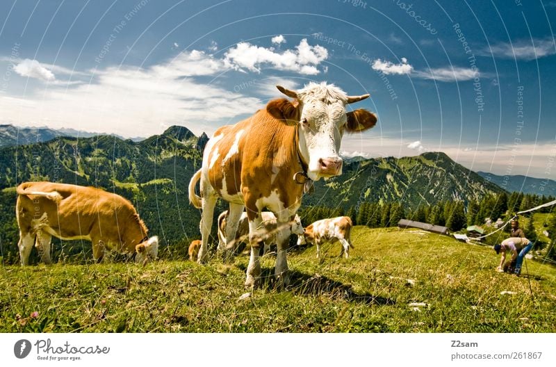 Hi! Trip Mountain Hiking Environment Nature Landscape Sky Summer Meadow Alps Cow Observe To feed Looking Stand Esthetic Curiosity Relaxation Leisure and hobbies