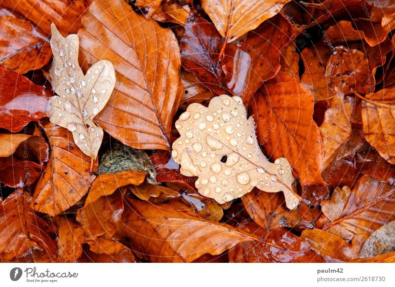 Wet leaves Nature Plant Drops of water Weather Bad weather Leaf Forest Emotions Moody Sadness Concern Grief Loneliness Disappointment Cold Religion and faith