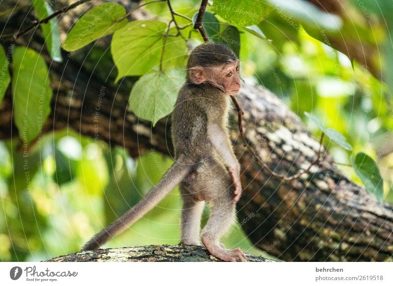 Feel LEAVE Vacation & Travel Tourism Trip Adventure Far-off places Freedom Flower Virgin forest Wild animal Animal face Pelt Monkeys longtail makake 1