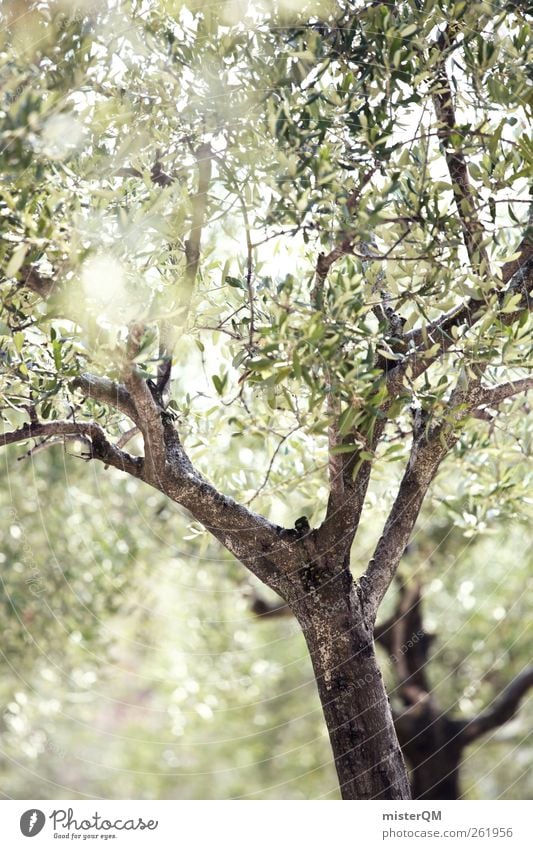 Olive grove. Environment Nature Landscape Plant Esthetic Contentment Olive tree Olive leaf Olive harvest Green Mediterranean Avenue South Italy