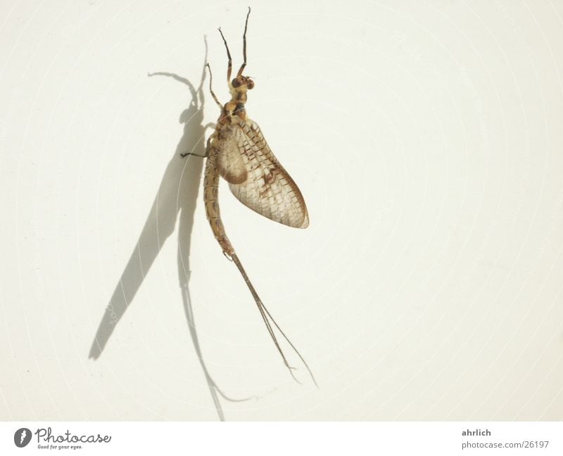 A day fly on the balcony Animal Ephemera Insect Macro (Extreme close-up) Close-up
