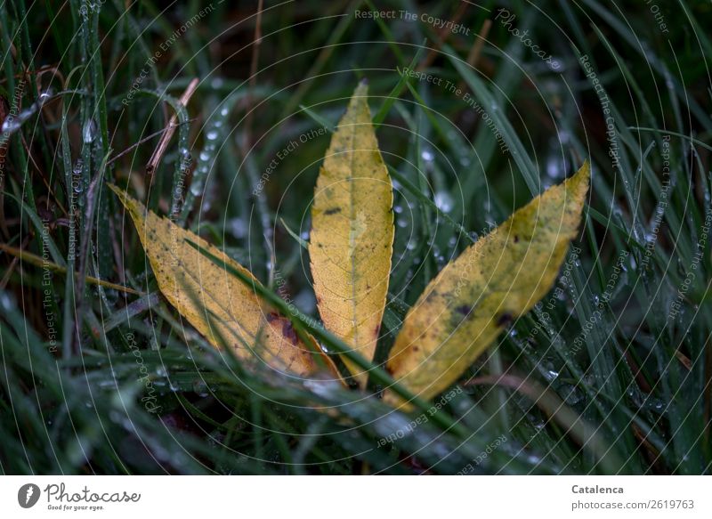 Leaves in wet grass Nature Plant Drops of water Autumn Bad weather Rain Grass Leaf Rowan tree leaf Garden Meadow Field Glittering Lie Wet naturally Yellow Green