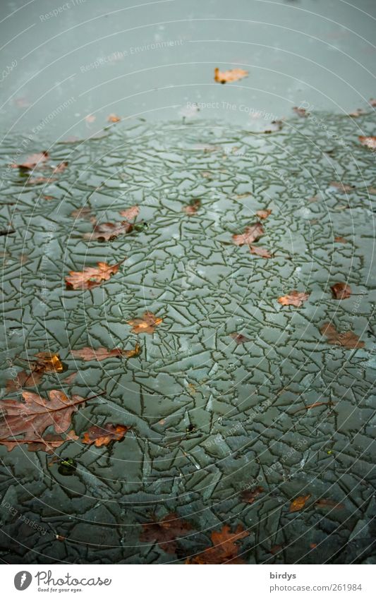 Cool Art Environment Nature Water Winter Climate Ice Frost Lakeside Pond Esthetic Bizarre Cold Pattern Autumn leaves Oak leaf Many Thaw Frozen Wrinkles