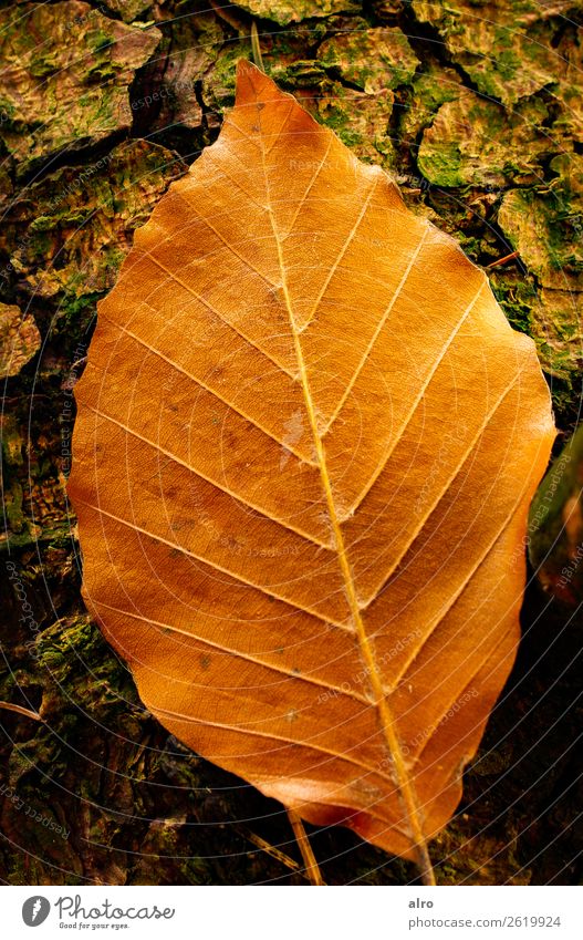autumn leaf Nature Autumn Tree Leaf Forest Germany Free Fresh Beautiful Brown Joy Warm-heartedness Power Colour photo Exterior shot Close-up Morning Shadow