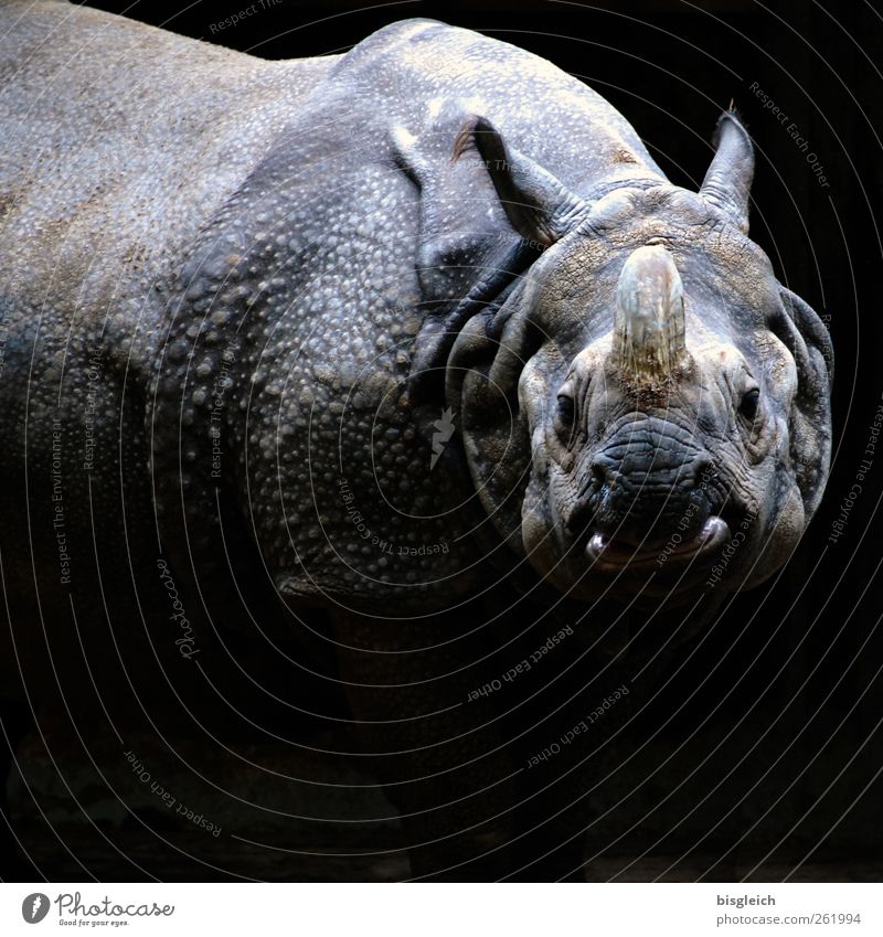 rhinoceros Zoo Rhinoceros 1 Animal Looking Stand Aggression Threat Fat Gigantic Wild Gray Black Colour photo Subdued colour Exterior shot Deserted