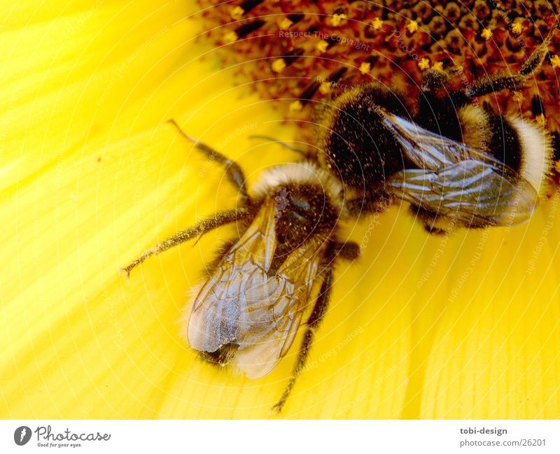 enamoured bumblebee Bumble bee Sunflower Animal Insect Flower Macro (Extreme close-up) Nutrition microorganisms