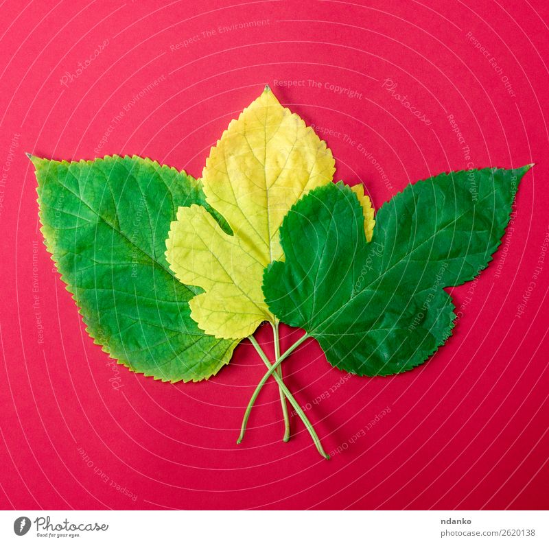 three green and yellow leaves of a mulberry Garden Nature Plant Leaf Growth Fresh Bright Small Natural Yellow Green Red Colour Idea background Botany Floral