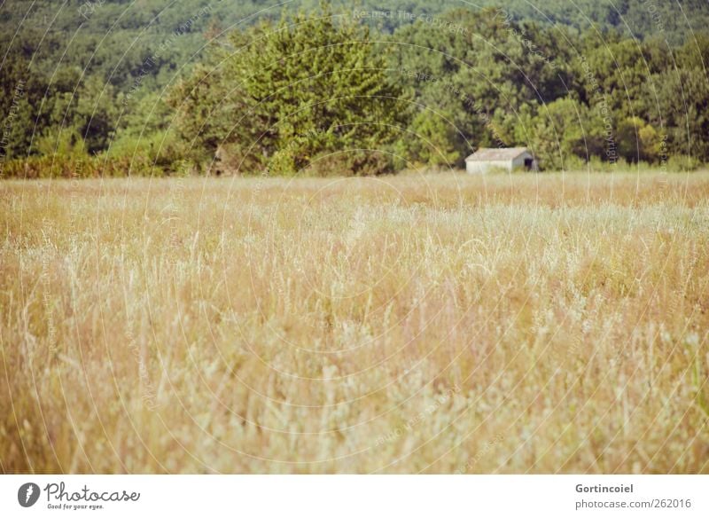 baraque Nature Landscape Summer Tree Agricultural crop Field Forest Dry Warmth Hut Cornfield Summery Extend Southern France Colour photo Exterior shot
