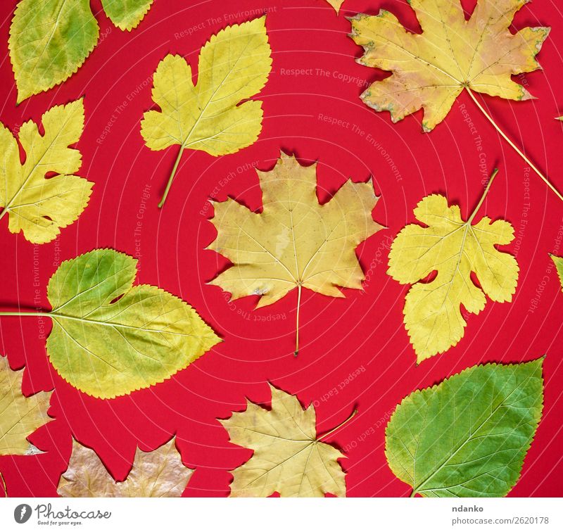 red background with yellow leaves of maple and mulberry Environment Nature Plant Leaf Select Fresh Bright Small Natural Yellow Green Red Colour Idea Botany