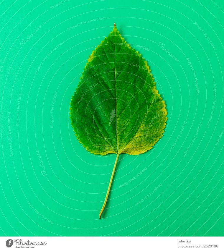 green leaf of mulberry on green background Environment Nature Plant Tree Leaf Small Natural Green Colour Idea one simplicity fragility Floral Single Botany