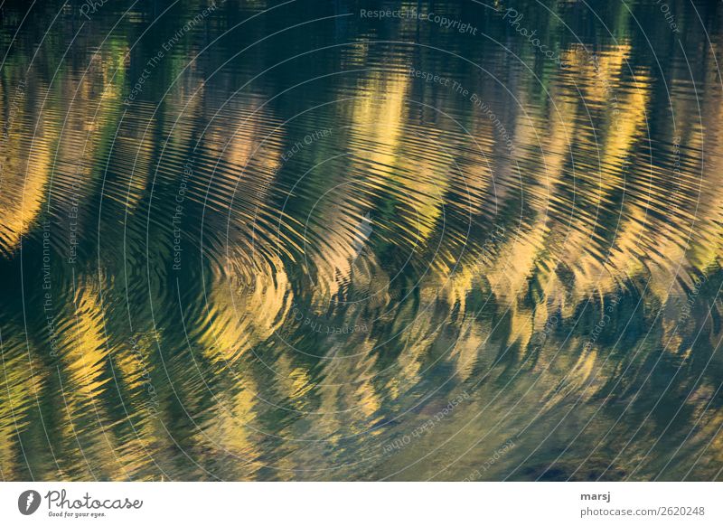 Autumn circles in circles Life Harmonious Calm Water Beautiful weather Plant Larch Circle Waves Illuminate Dream Authentic Fantastic Together Uniqueness Yellow