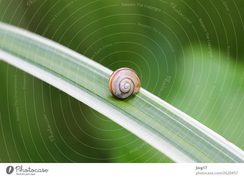 Snail on a blade of grass Crumpet Macro & Close-ups Nature close-up Grass blade with snail