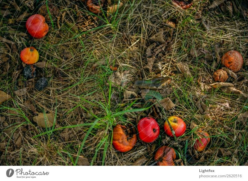 fall fruit meadow Nutrition Plant Tree Responsibility Hope Grief Death Threat Mysterious Sustainability Nature Beautiful Decline Past Transience Colour photo