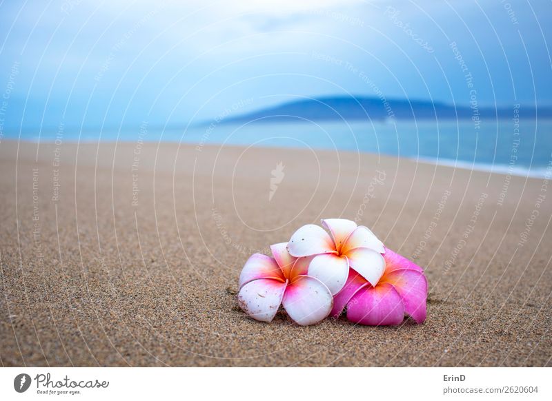 Three Plumeria Flowers on Sand with Island and Sea Beautiful Calm Vacation & Travel Tourism Summer Beach Ocean Nature Landscape Plant Coast Bouquet Breathe