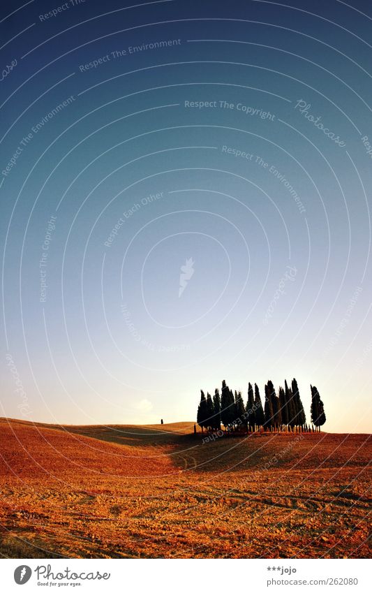 classic calendar motif. Landscape Esthetic Tuscany Tree Field Crete Earth Vacation & Travel Far-off places Clump of trees Plowed Hill Italy Agriculture Nature