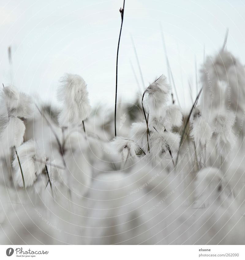 SOFT WOOLY GRASSES Nature Summer Autumn Plant Grass Bushes Blossom Wild plant woolly grasses Cotton grass Cotton gras meadow Meadow Soft Blue Gray Exterior shot