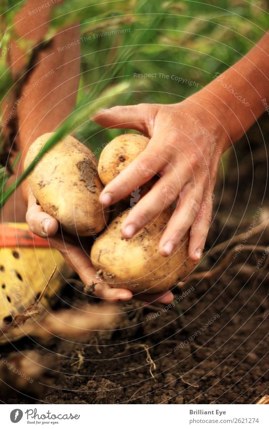 Collect potatoes Vegetable Potatoes Nutrition Gardening Farmer Field Agriculture Forestry Human being Masculine Hand 1 18 - 30 years Youth (Young adults) Adults