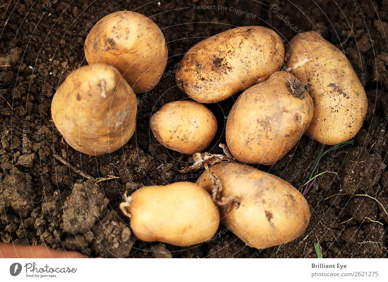 Excavated potatoes Potatoes Nutrition Nature Earth Field Dirty Large Small Natural Above Brown Agriculture Dig Harvest Mature Sowing Exterior shot