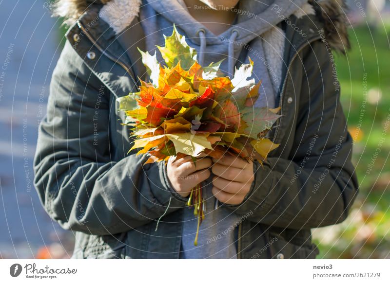Colourful autumn leaves Human being Feminine Young woman Youth (Young adults) Woman Adults Body 1 18 - 30 years Modest Climate Sustainability Environment