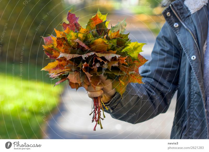 Autumn bouquet of leaves Human being Young woman Youth (Young adults) Woman Adults Life Body 1 18 - 30 years Leaf Climate Sustainability Nature Environment