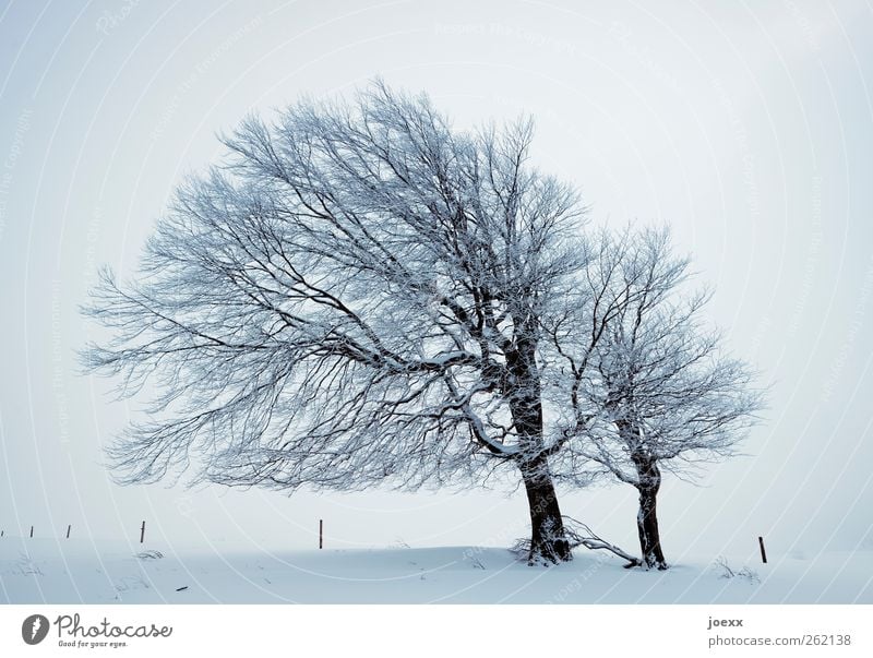 wind Nature Winter Weather Wind Fog Ice Frost Snow Tree Field Infinity Bright Gray Black White Cold Wind cripple Beech tree Schauinsland Colour photo
