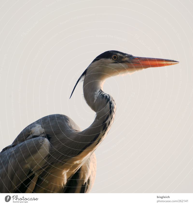 observantly Zoo Bird Heron Beak Feather 1 Animal Looking Gray Watchfulness Colour photo Exterior shot Deserted Neutral Background Day Animal portrait