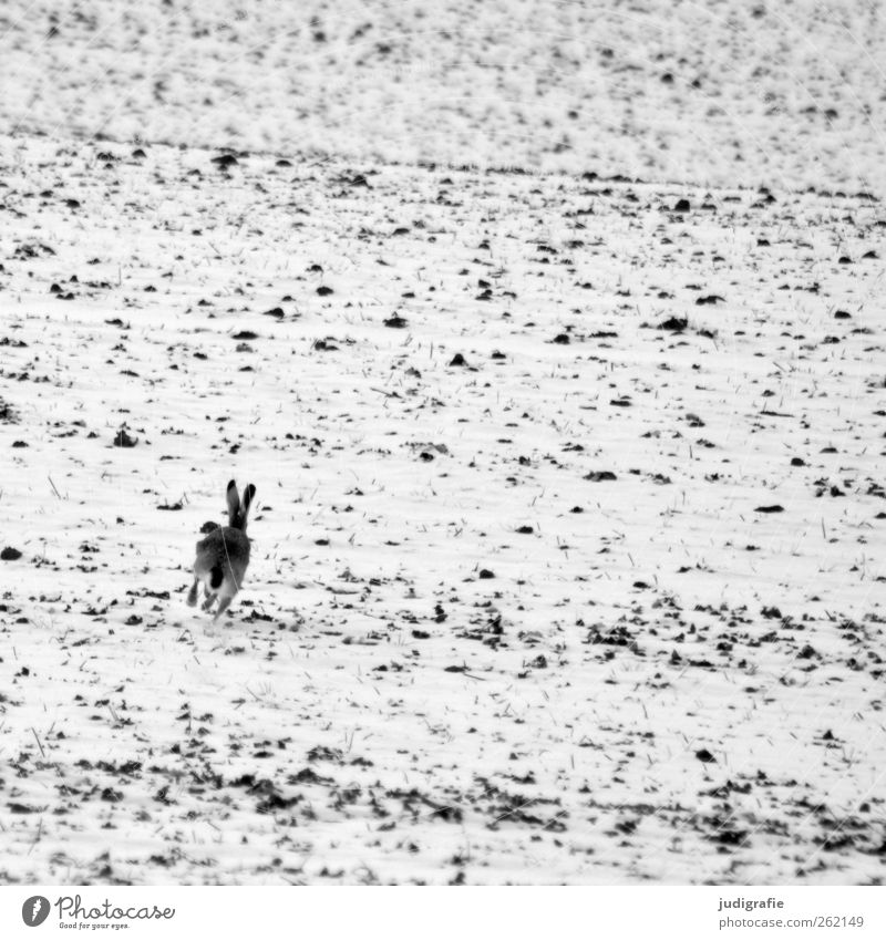 coward Environment Nature Landscape Animal Winter Snow Field Hare & Rabbit & Bunny 1 Walking Fear Escape Black & white photo Exterior shot Deserted Day