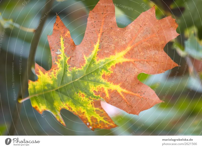 variegated autumn leaf Nature Plant Animal Tree Leaf Garden Park Forest Moody Loneliness Leisure and hobbies Calm Contentment Colour photo Multicoloured