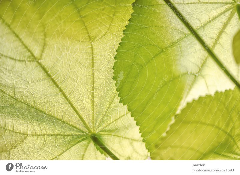 linden Plant Leaf Foliage plant Exotic Bright Green Rachis Stalk Colour photo Interior shot Pattern Structures and shapes Copy Space left Copy Space right
