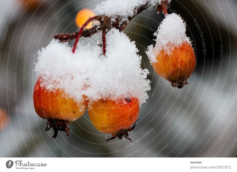 Decorative apples in orange with snow cap ornamented apple Snow tree Fresh chill Small Orange White fruit Exterior shot Close-up Twilight Winter