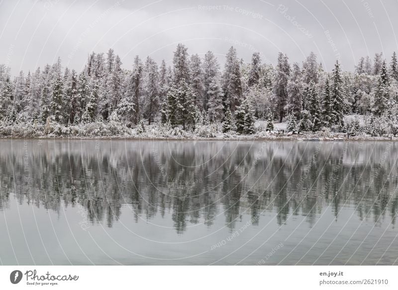 snow Vacation & Travel Trip Winter Snow Winter vacation Nature Landscape Ice Frost Forest Lakeside White Calm Idyll Cold Climate Symmetry Grief Sadness